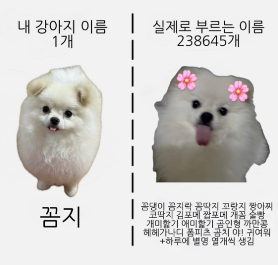 내 강아지 이름 9999개